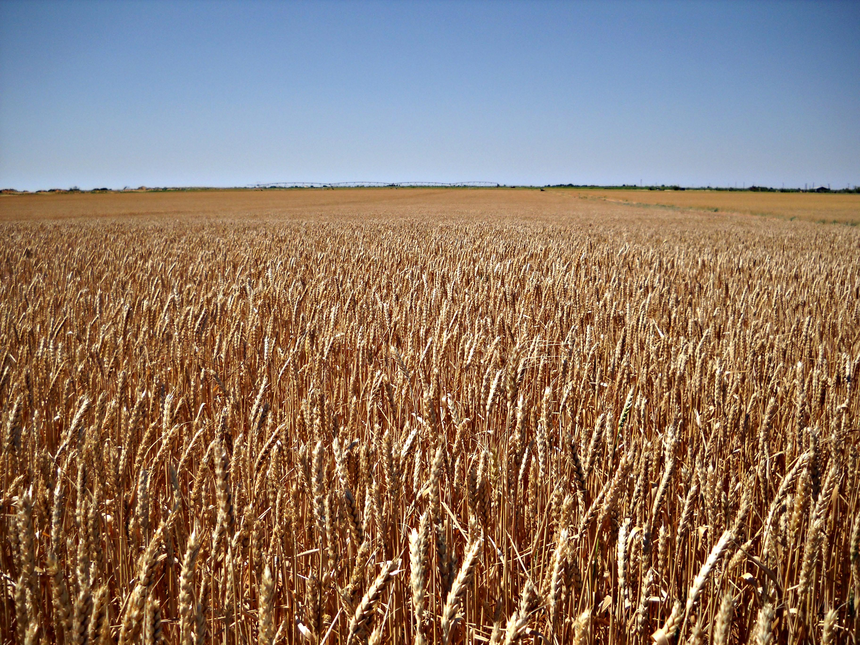 Field Seed