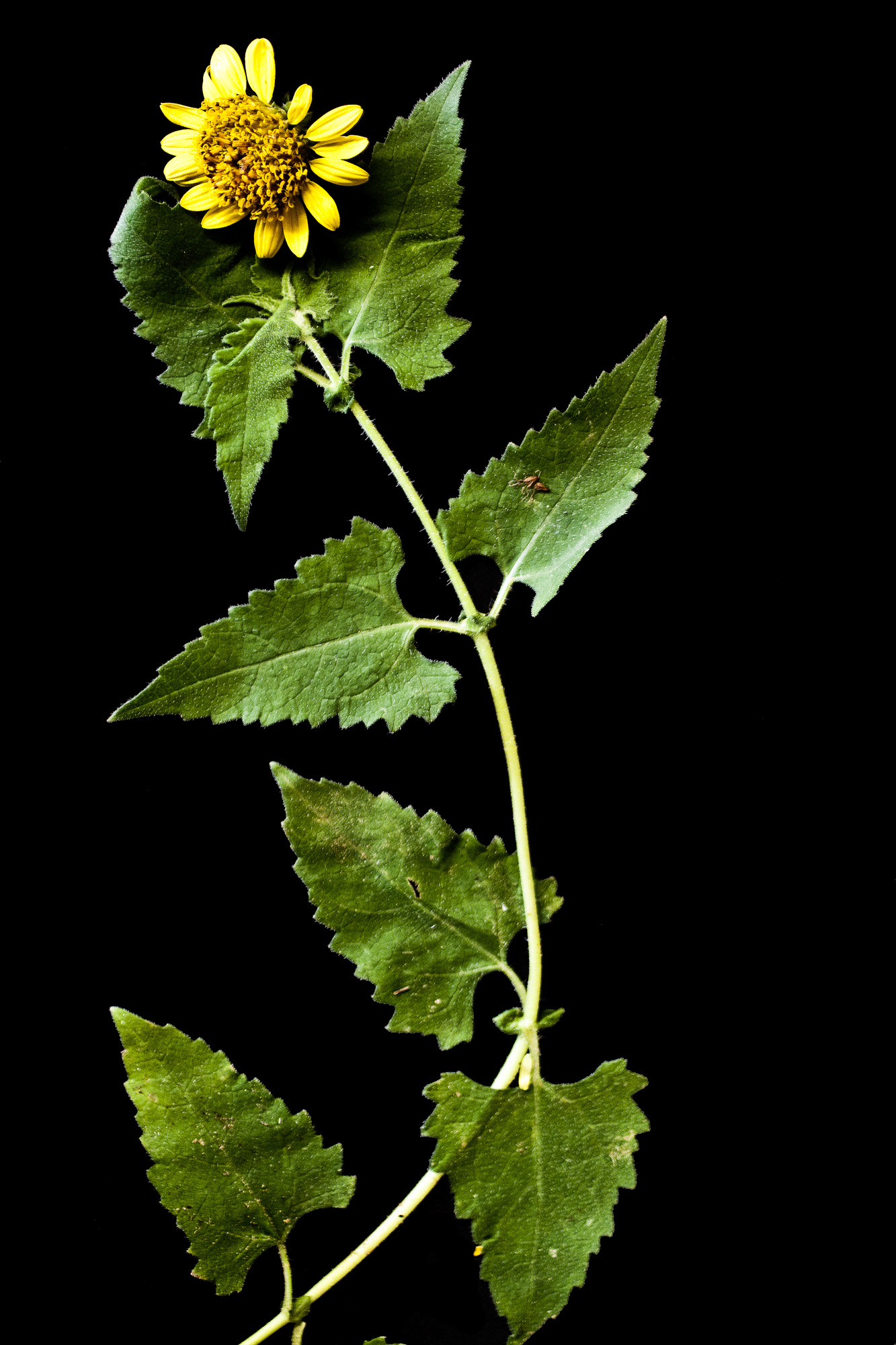 turnerseed: Awnless Bushsunflower - Plateau