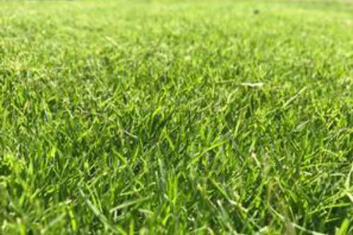 Bermudagrass
