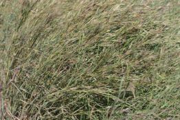 Big Bluestem - Earl