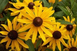 Black-Eyed Susan - Native