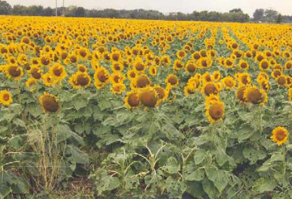 turnerseed: Hybrid Oil Sunflower - SF CP Sportsman