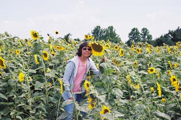 turnerseed: Hybrid Oil Sunflower - SF CP Sportsman