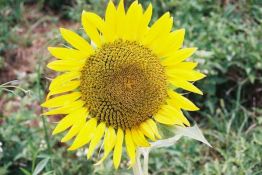Hybrid Oil Sunflower - SF CP Sportsman