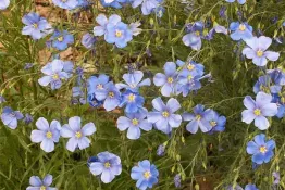 Blue Flax - VNS