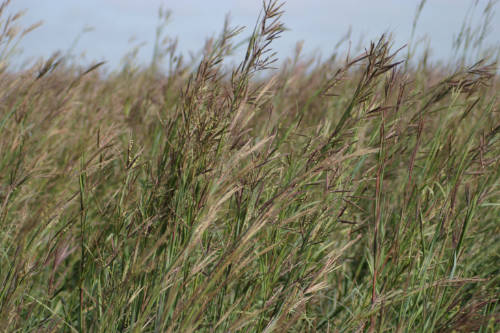 Grass Seed