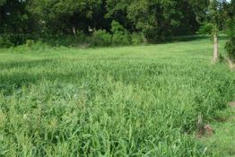 Browntop Millet - VNS