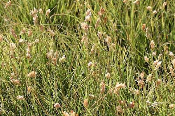 Buffalo grass on sale