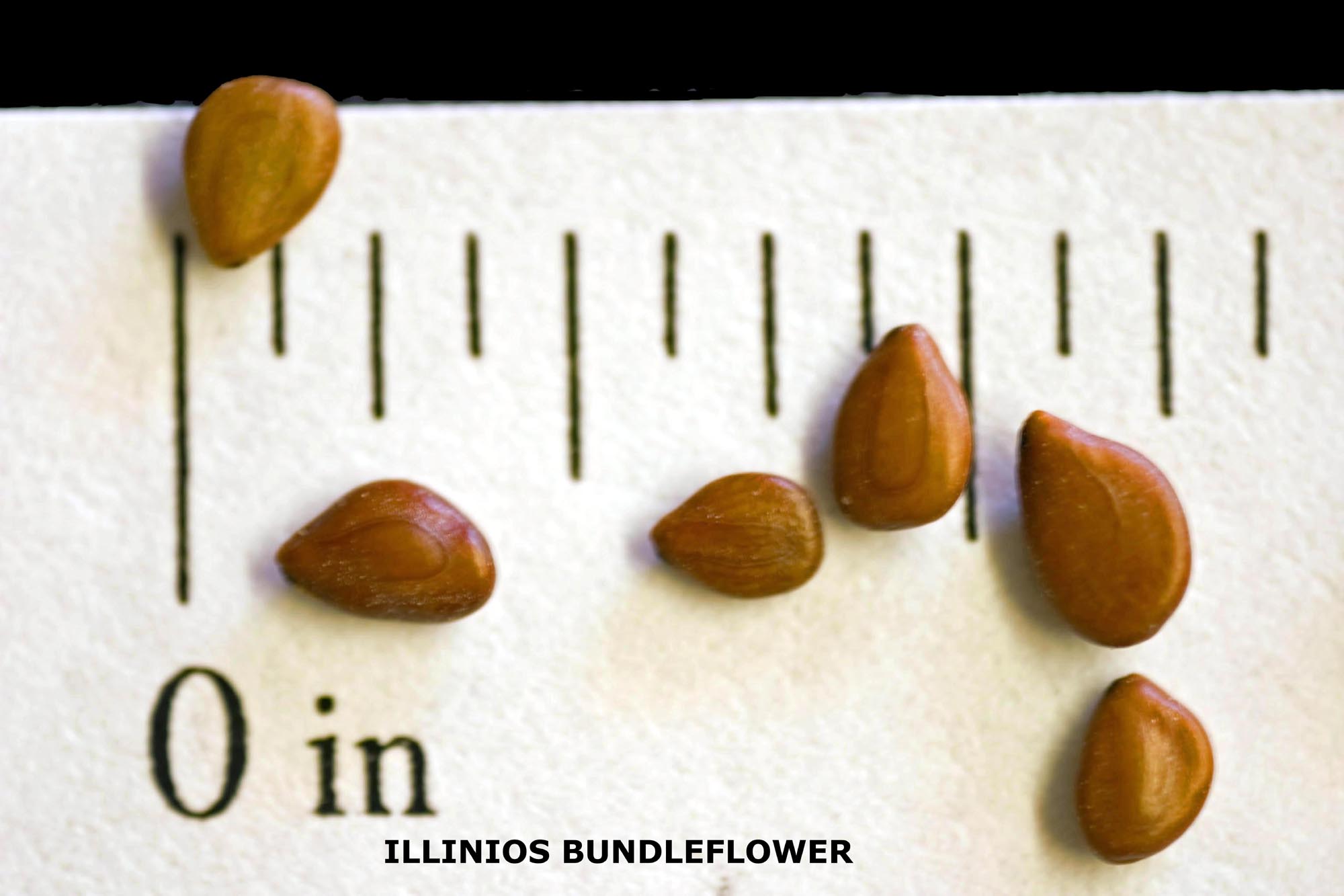 turnerseed: Illinois Bundleflower - Native