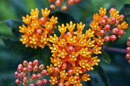 Butterfly Milkweed - Native