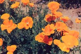 California Poppy - VNS