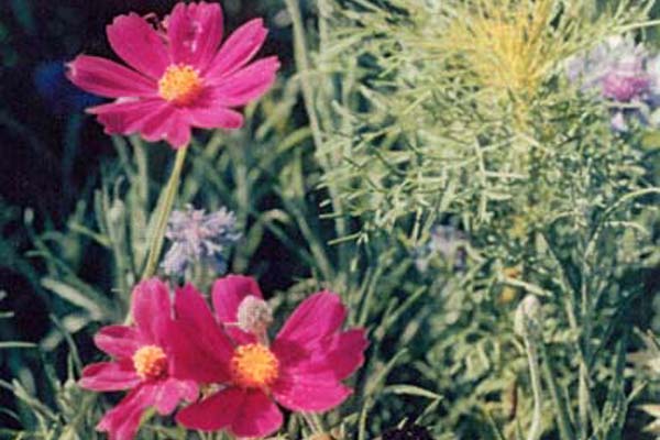 cosmosです。 Amazon.com : Outsidepride Sensation Mix Cosmos Bipannatus