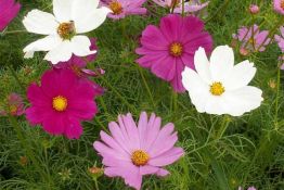 Cosmos - VNS