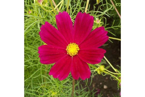 cosmosです。 Amazon.com : Outsidepride Sensation Mix Cosmos Bipannatus