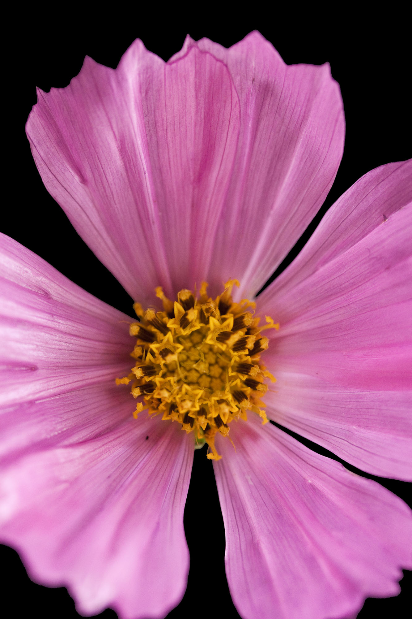 turnerseed: Cosmos - VNS