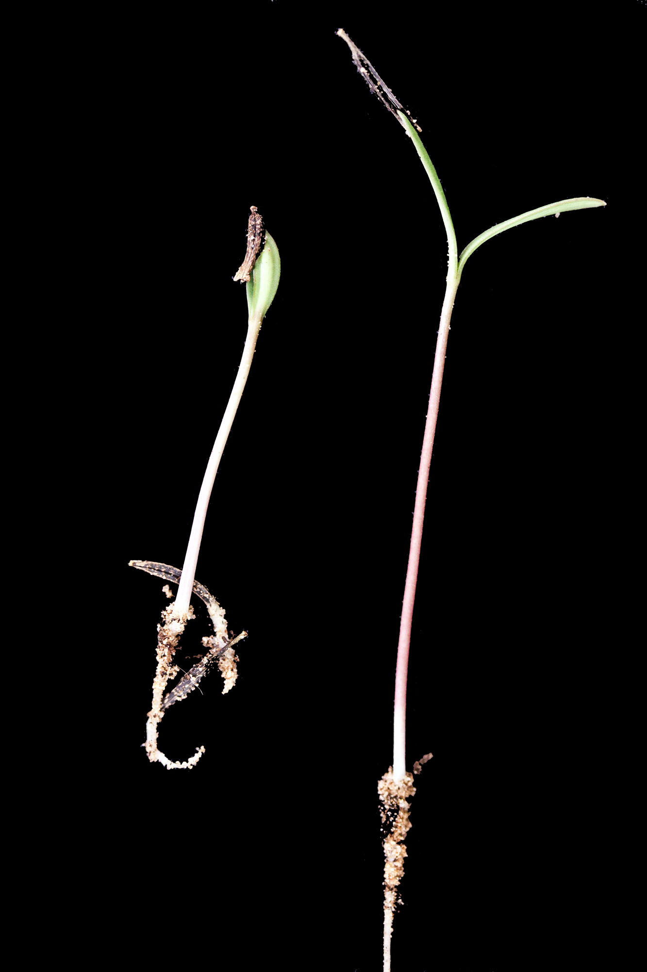 turnerseed: Cosmos - VNS