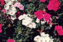 Drummond Phlox - Native