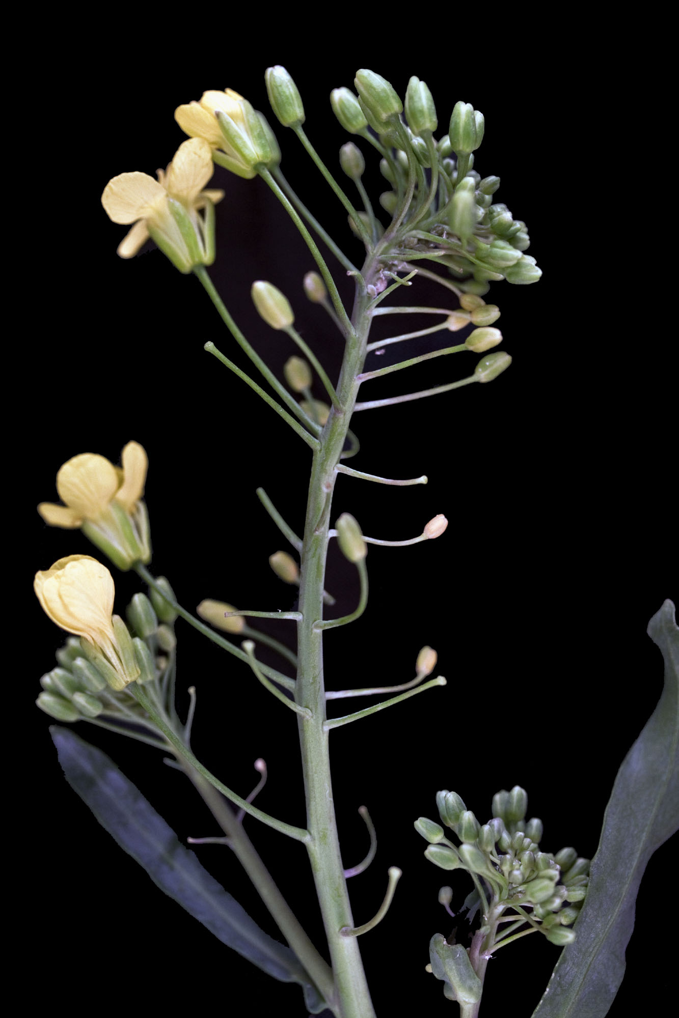 Winter Rapeseed turnerseed: Winter Rape - VNS