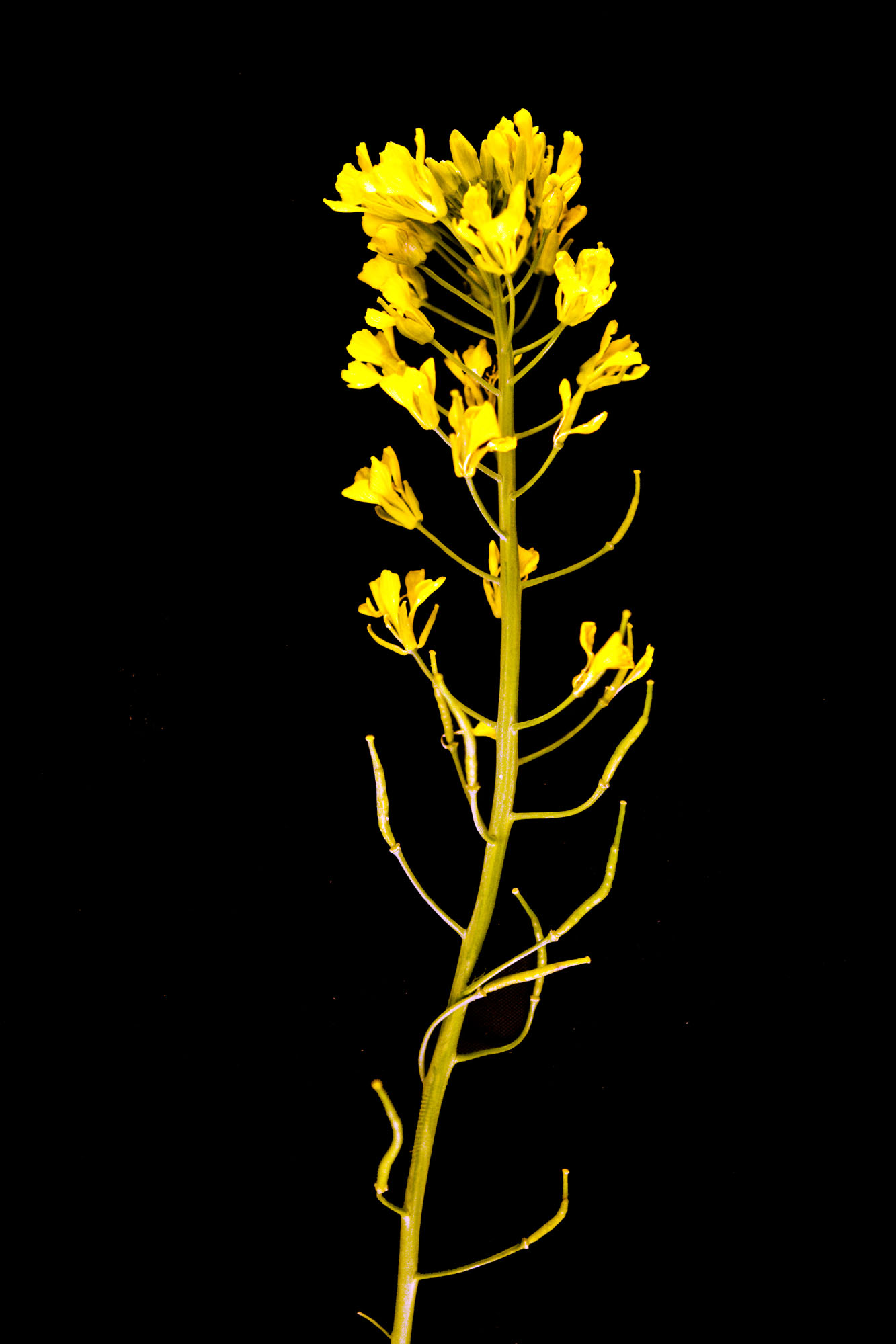 Winter Rapeseed turnerseed: Winter Rape - VNS