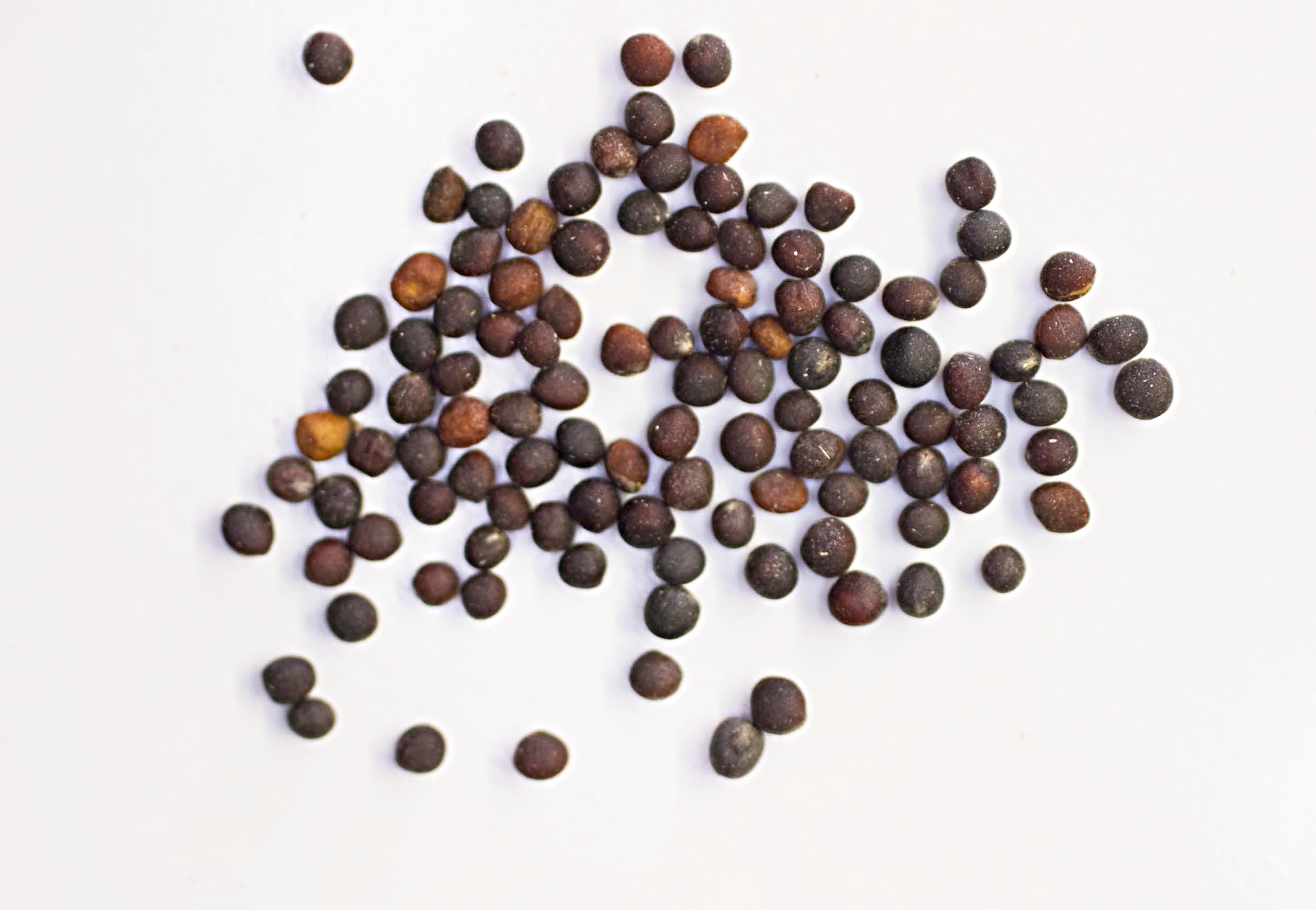 Winter Rapeseed turnerseed: Winter Rape - VNS