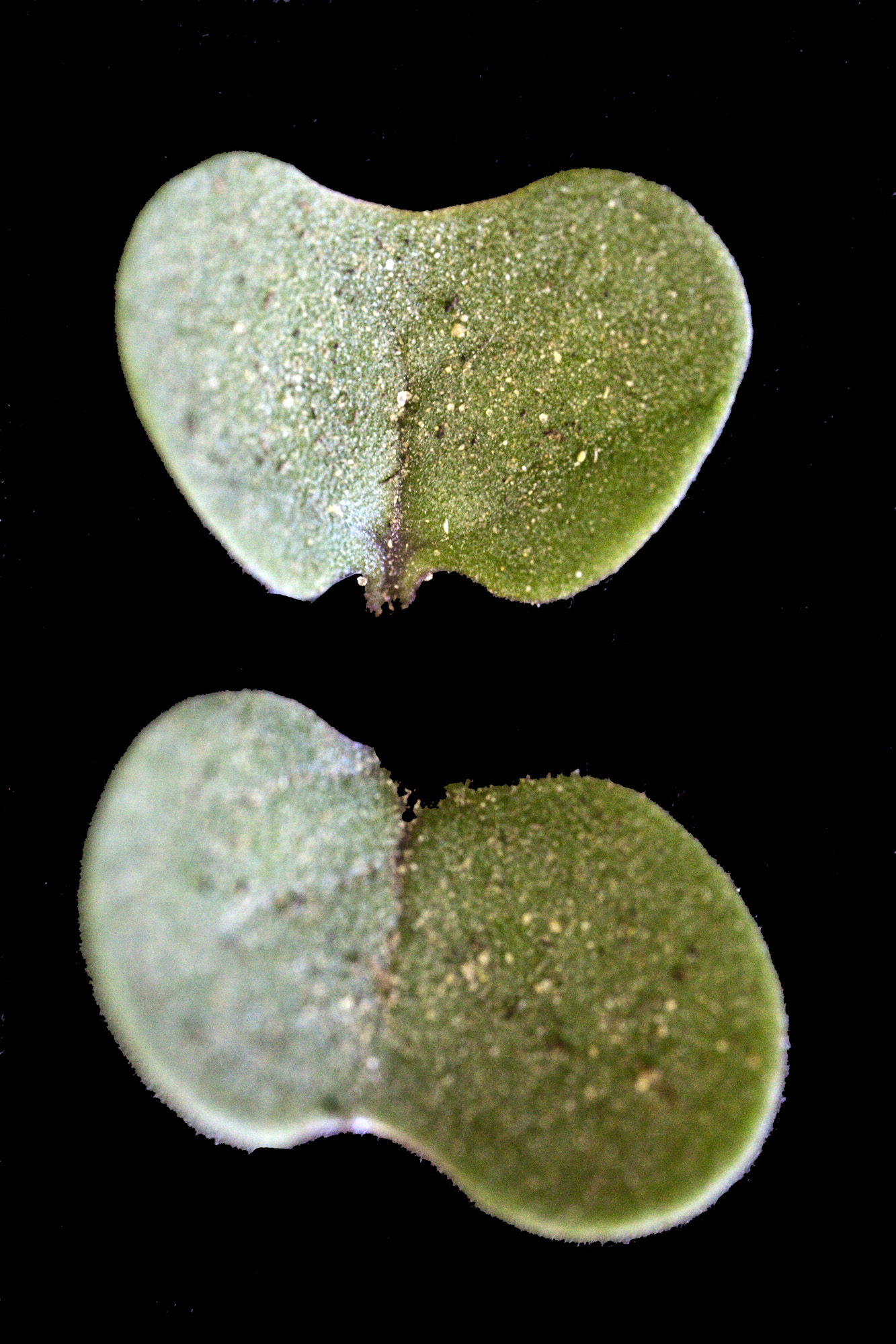Winter Rapeseed turnerseed: Winter Rape - VNS