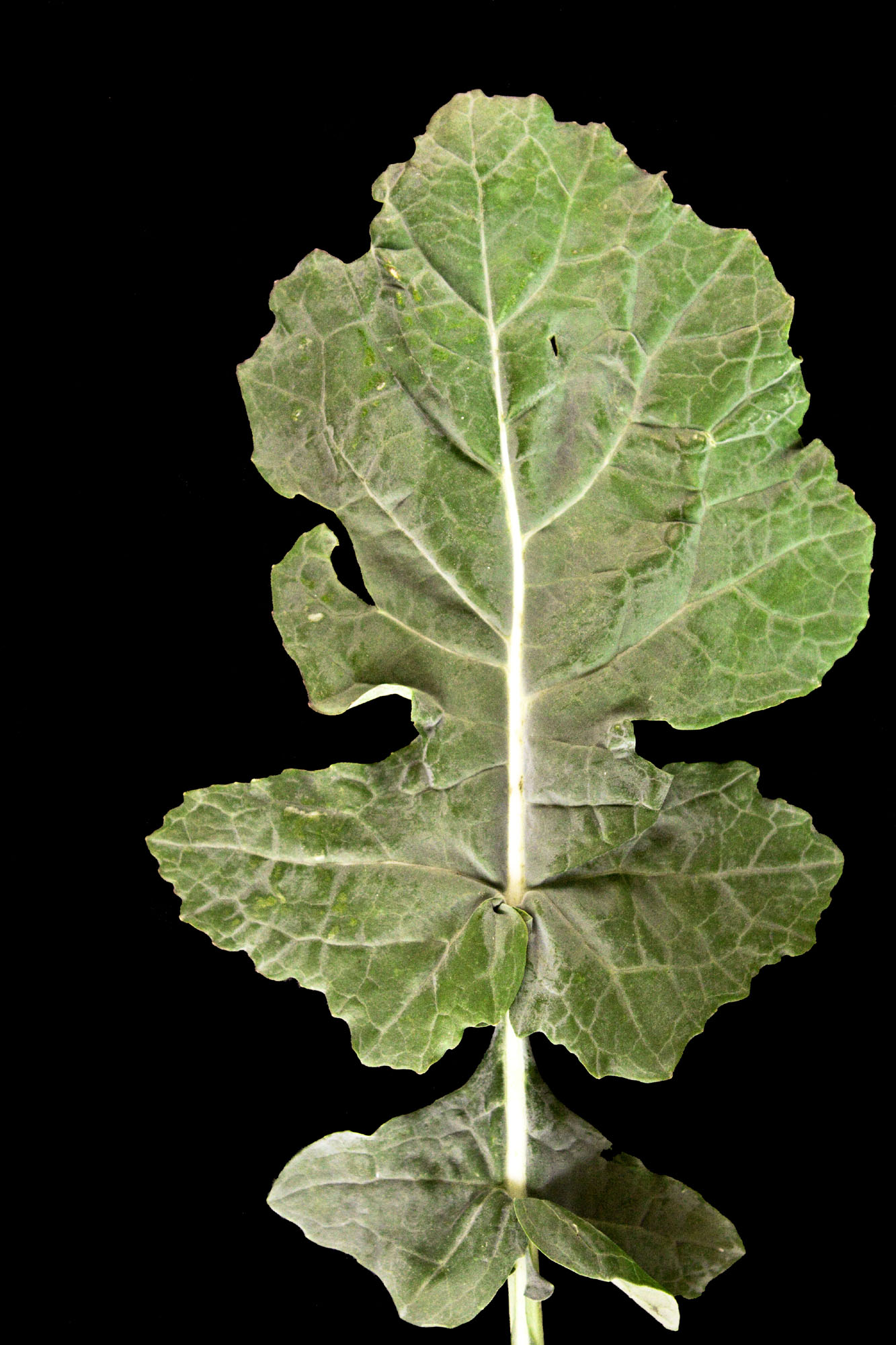 Winter Rapeseed turnerseed: Winter Rape - VNS