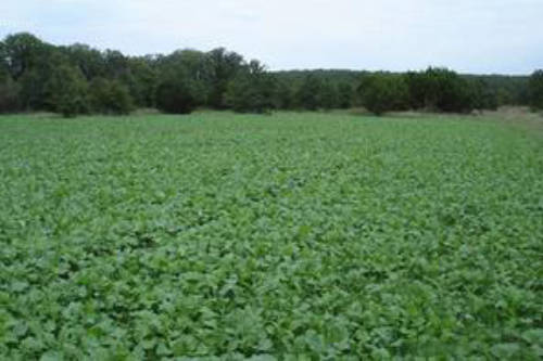 Food Plots