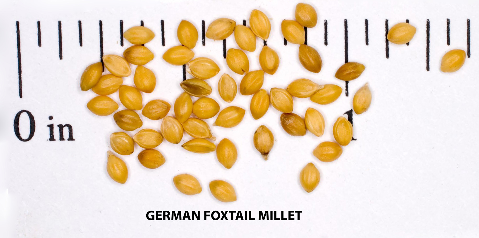 German Millet Foxtail Millet Has A Drooping Foxtail German Foxtail