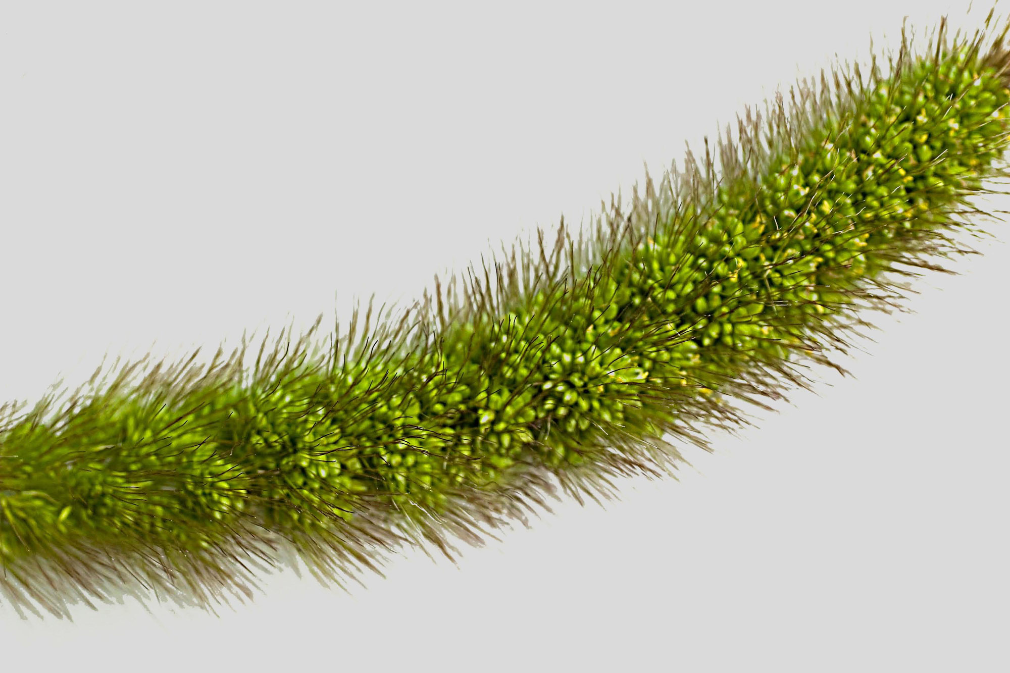 German Millet Foxtail Millet Has A Drooping Foxtail German Foxtail