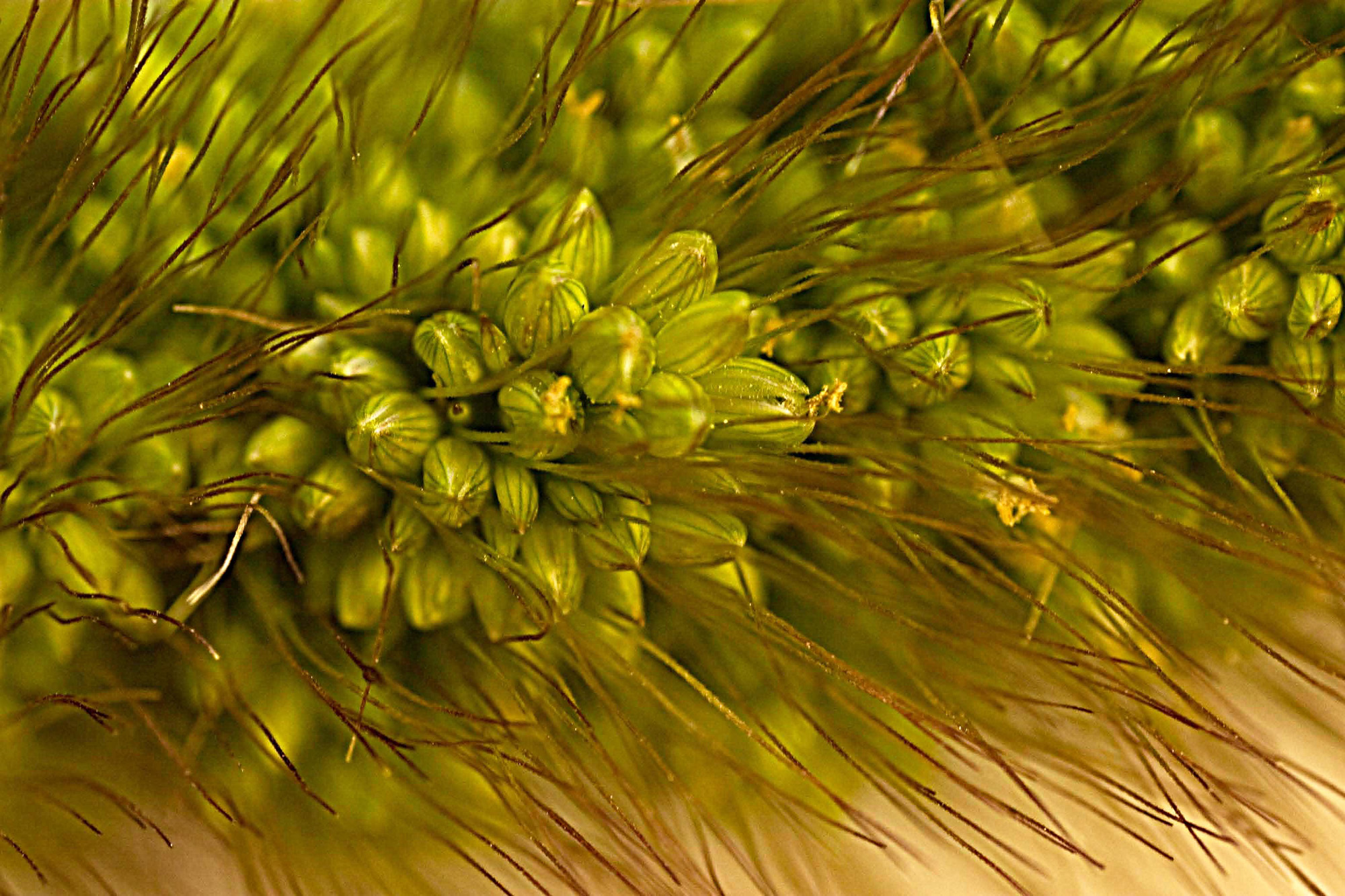 German Millet Foxtail Millet Has A Drooping Foxtail German Foxtail