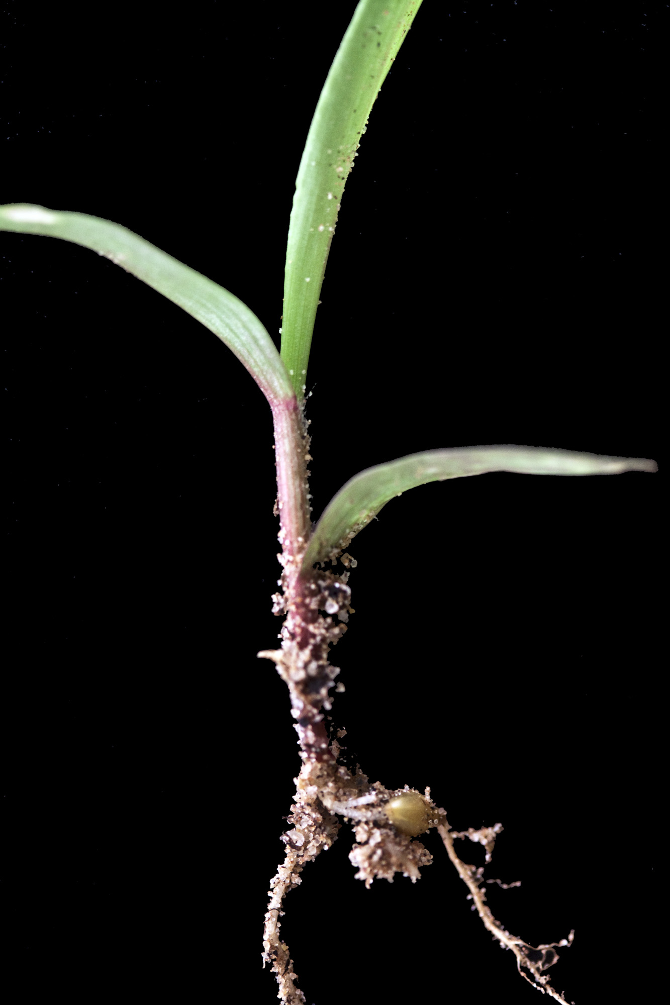 German Millet Foxtail Millet Has A Drooping Foxtail German Foxtail