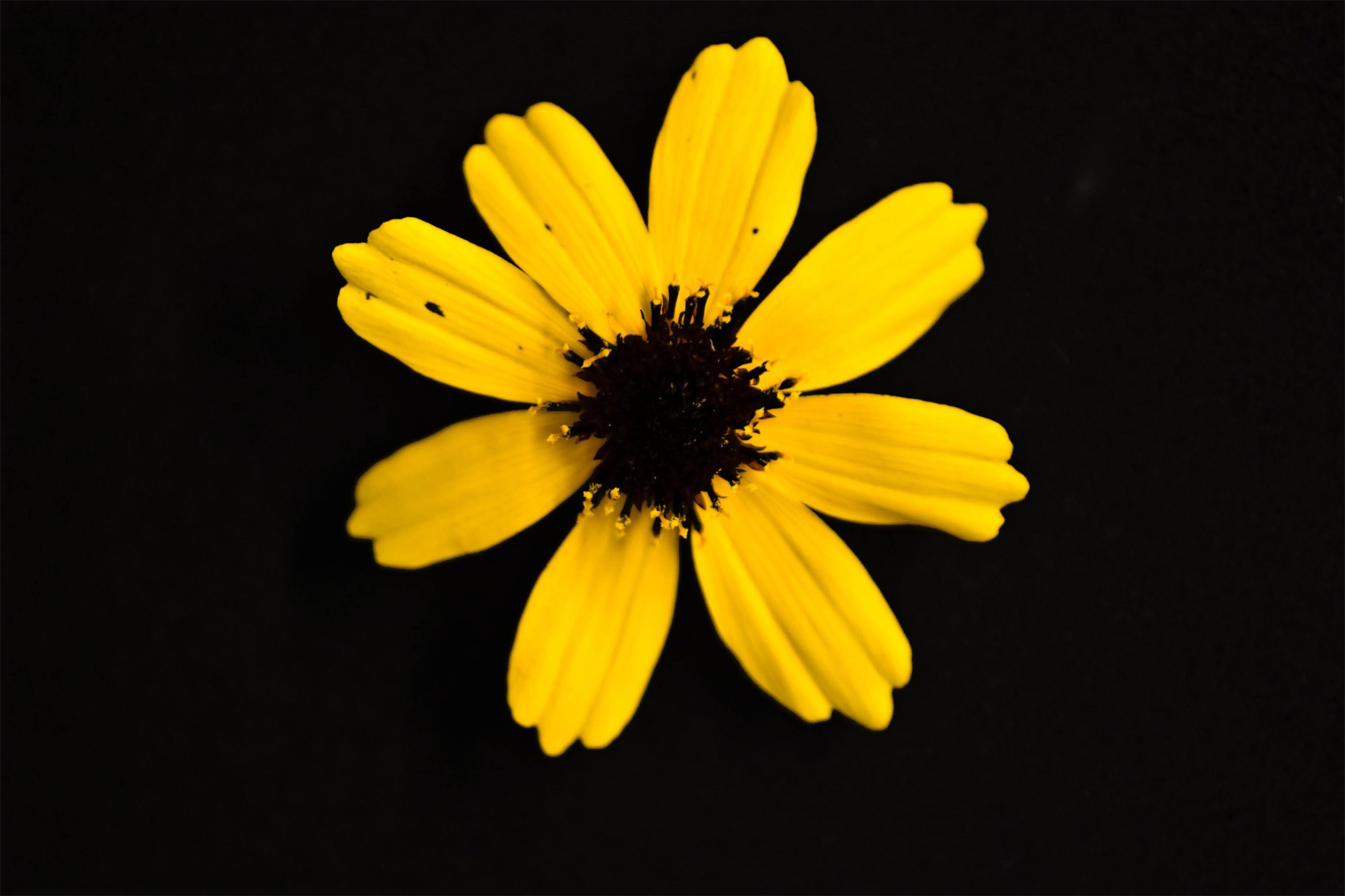 turnerseed: Greenthread - Native 