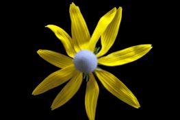 Grayhead Coneflower - Native