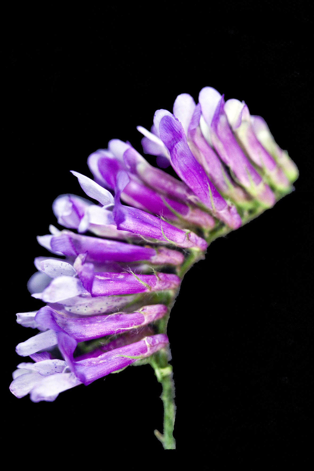 Turnerseed Hairy Vetch VNS turnerseed-hairy-vetch-vns