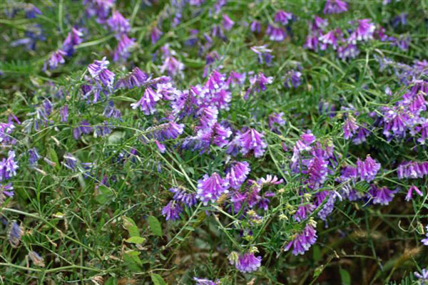 turnerseed-hairy-vetch-vns