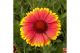 Indian Blanket - Native
