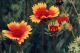 Indian Blanket - Native
