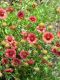 Indian Blanket - Native