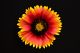 Indian Blanket - Native