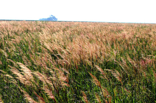 Indiangrass