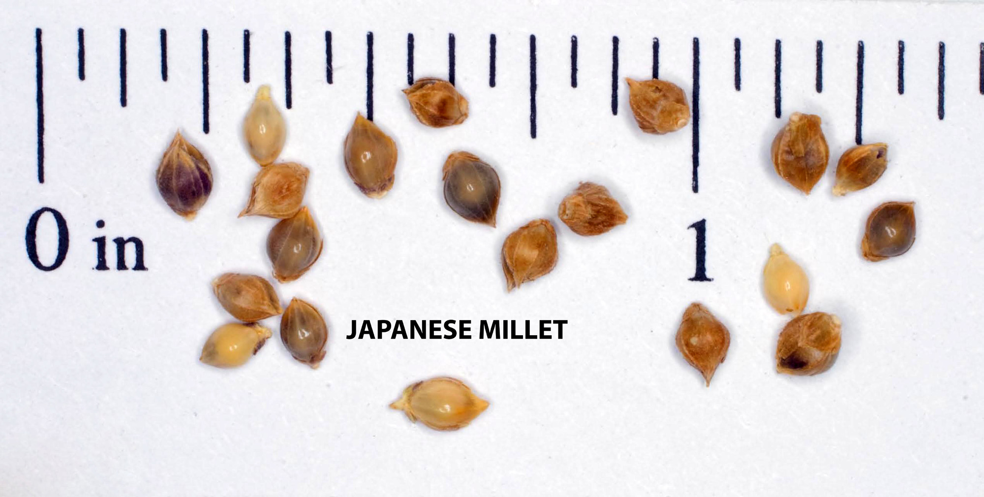 ☆millet☆ turnerseed: Japanese Millet - VNS