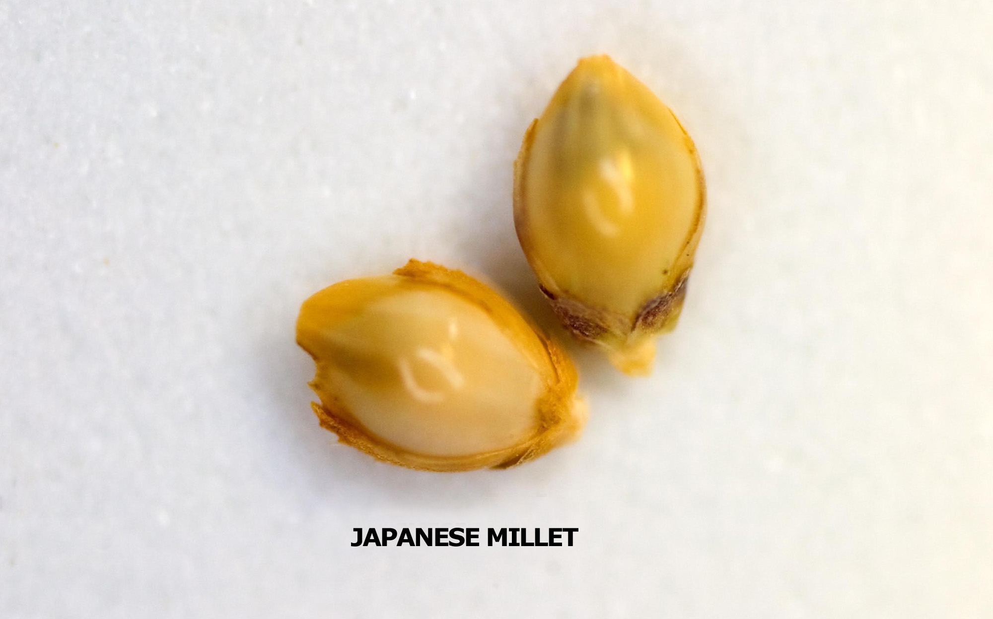 japanesemillet4Lg.jpg