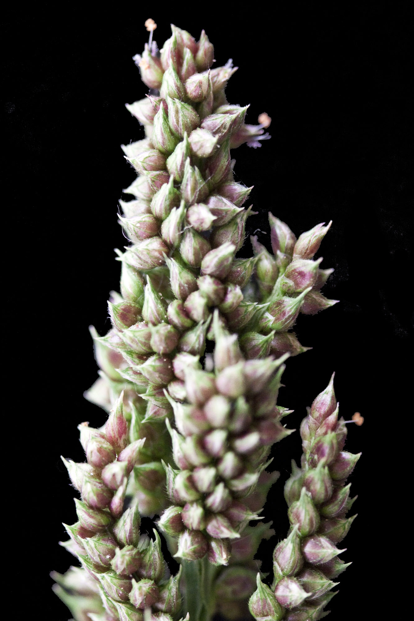 ☆millet☆ 71f0z9zem-L._UF894,1000_QL80_.jpg