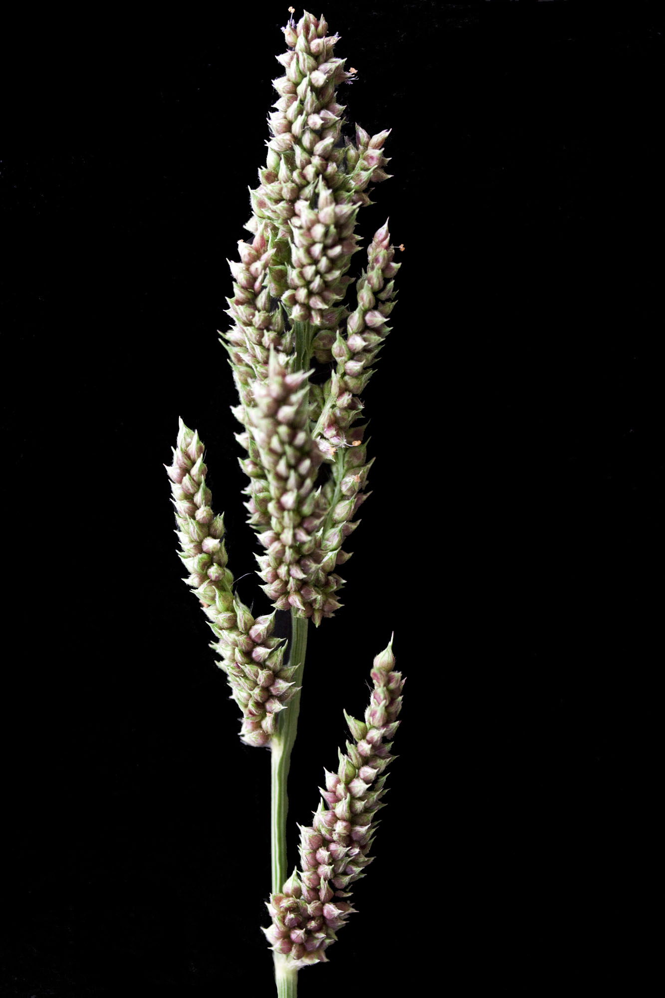 turnerseed: Japanese Millet - VNS