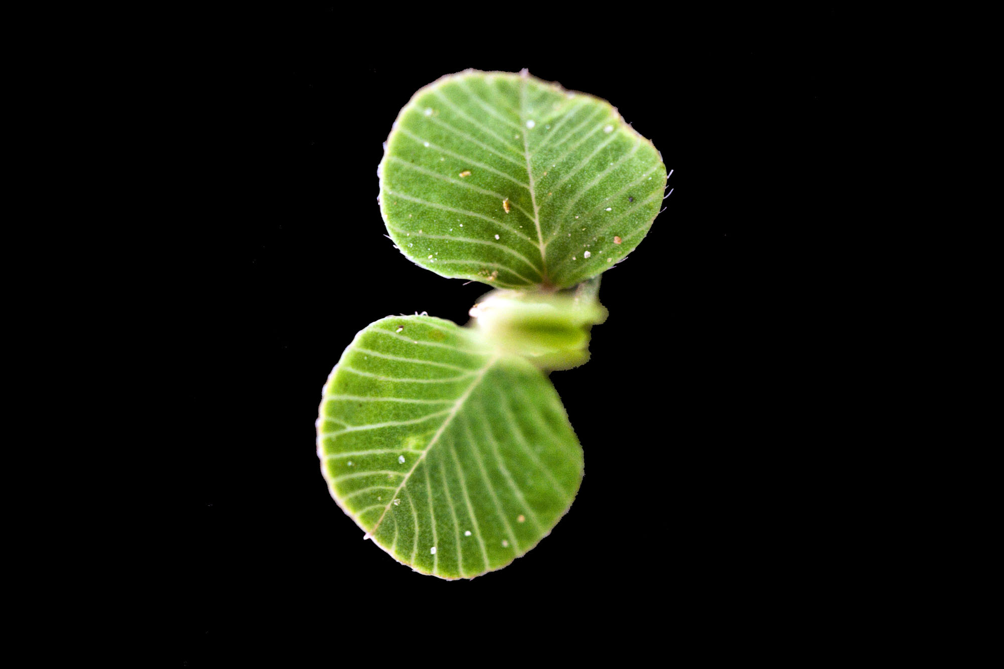 Lespedeza