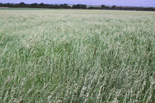 Lovegrass