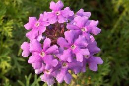 Moss Verbena - VNS