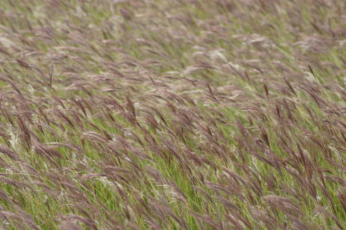 Old World Bluestem