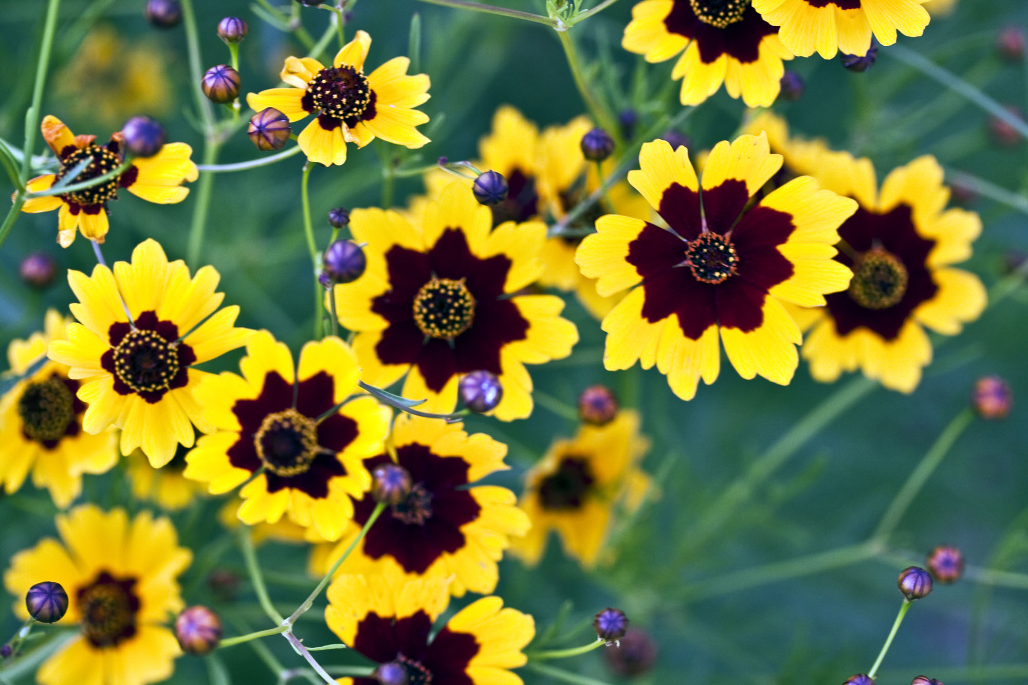 turnerseed: Plains Coreopsis - Native 