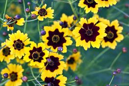 Plains Coreopsis - Native